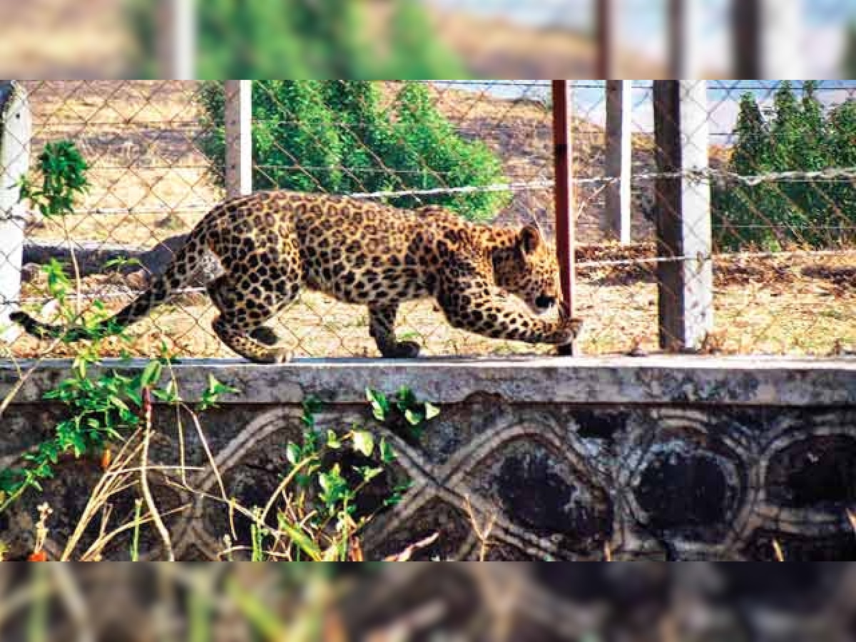 70-year-old woman killed in leopard attack in Varanasi
