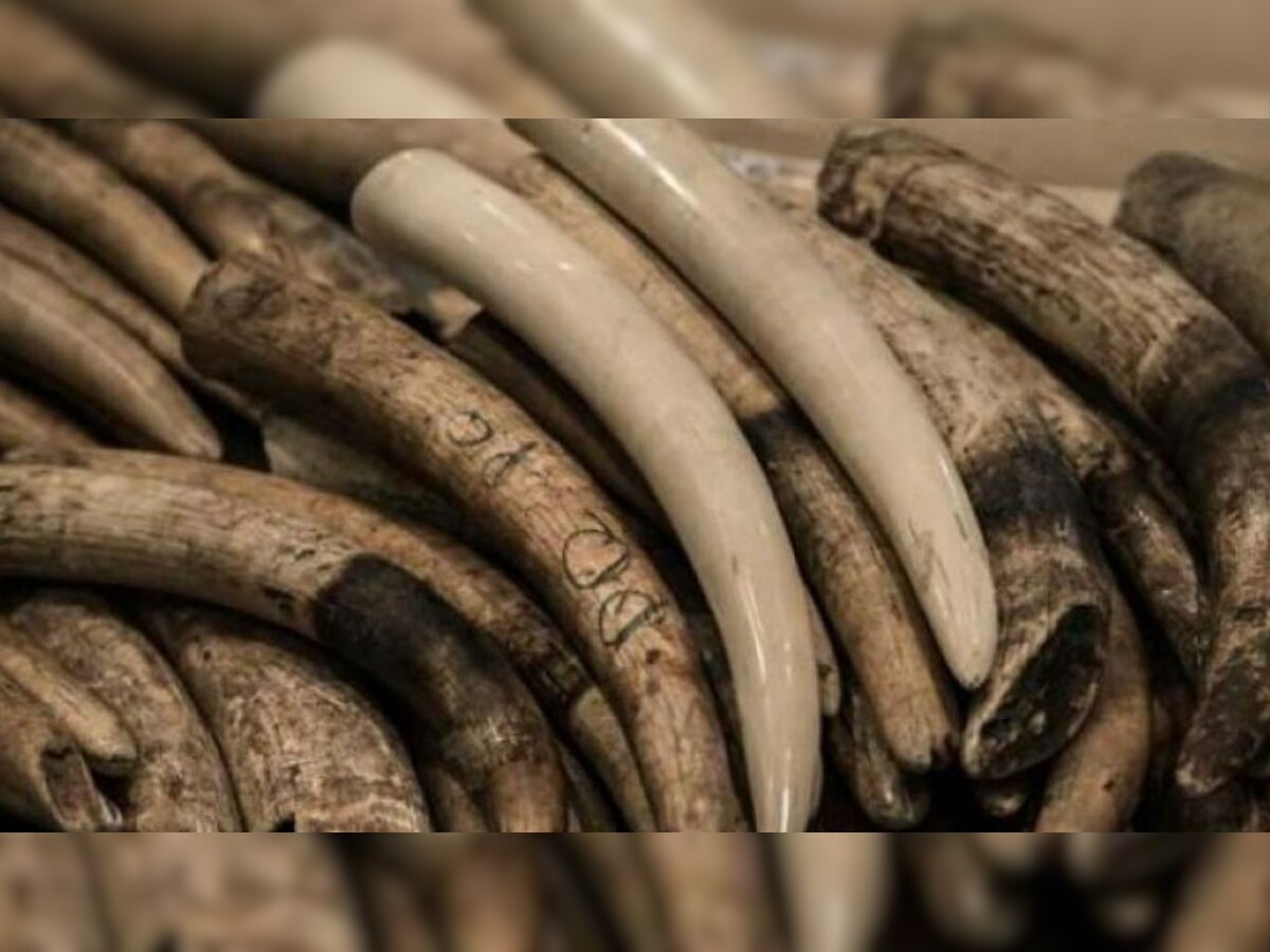 DRI seizes 24 pieces of ivory weighing 6 kg worth Rs 35 lakh in Assam