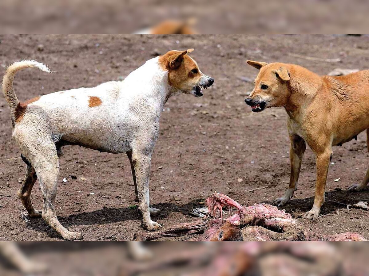 Two-year-old girl dies after being mauled by stray dog in Govindpuri area