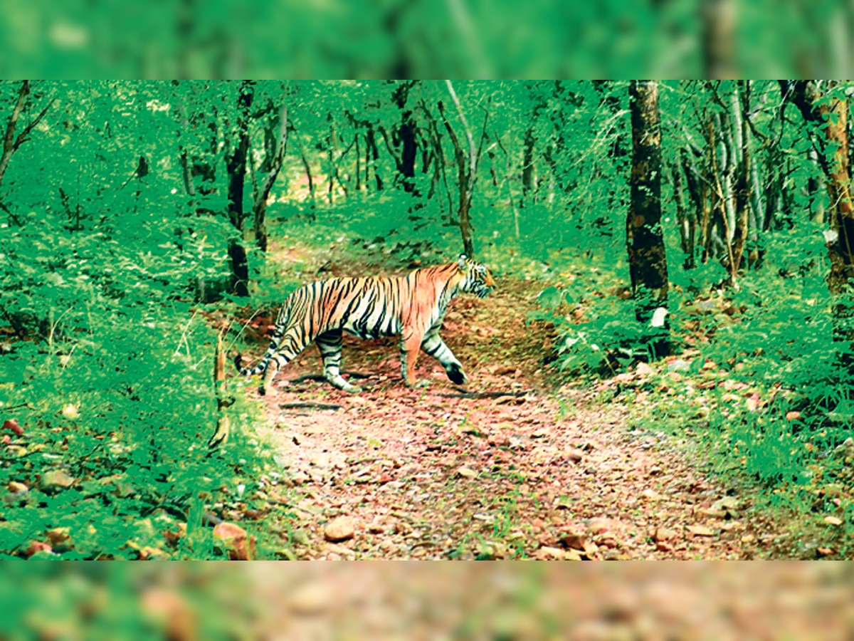 Solar power lighting up Ranthambore National Park