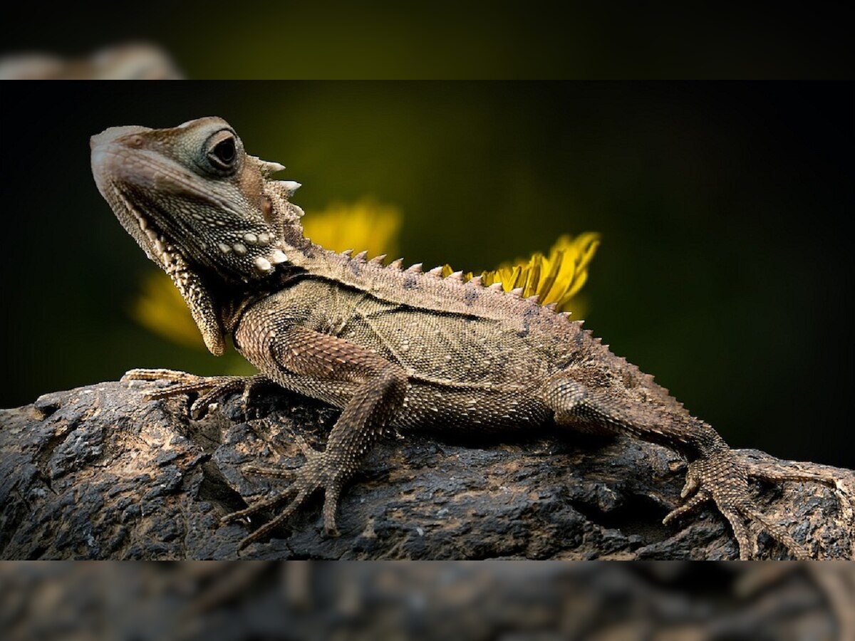 Scientists discover the world’s oldest lizard fossil