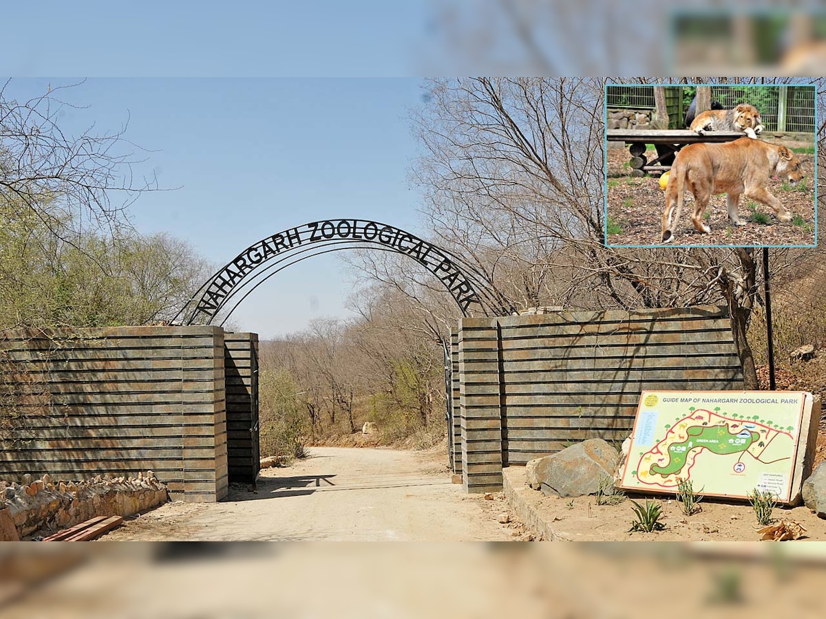 Jaipur to get lion safari at Nahargarh park soon