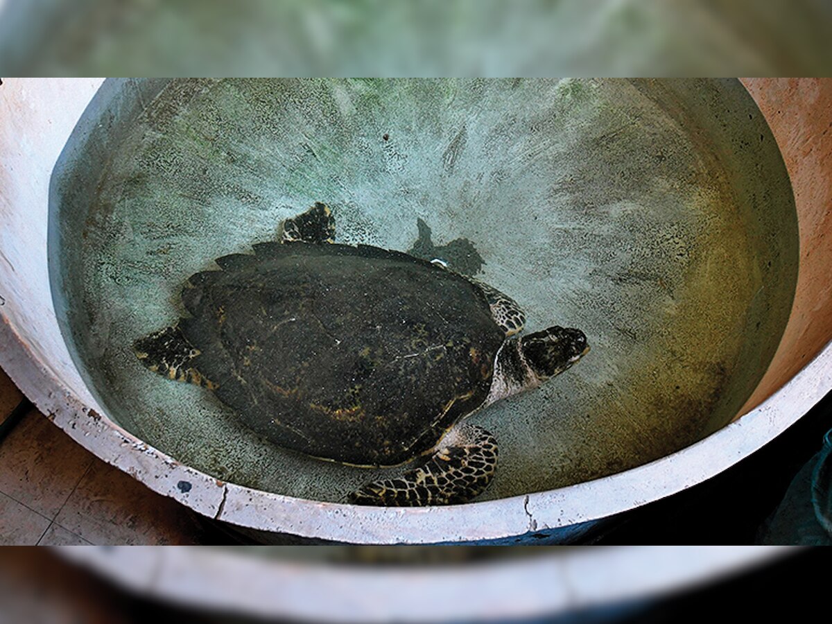 Two turtles die in Mumbai aquarium within a week