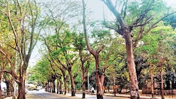 Mumbai: Borivali’s new 4-acre RTO to cost 400 trees in Aarey Milk Colony