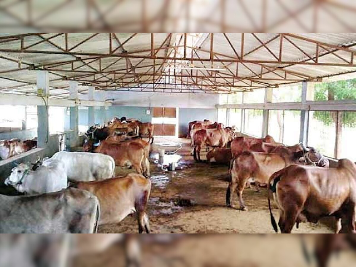 Owner of dairy farm attacked, cattle stolen in Noida