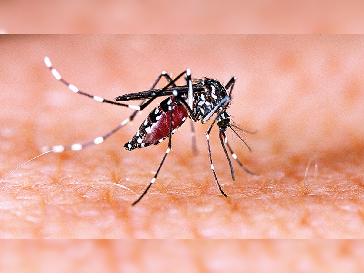 Mumbai sees six dengue cases after first spell of monsoon