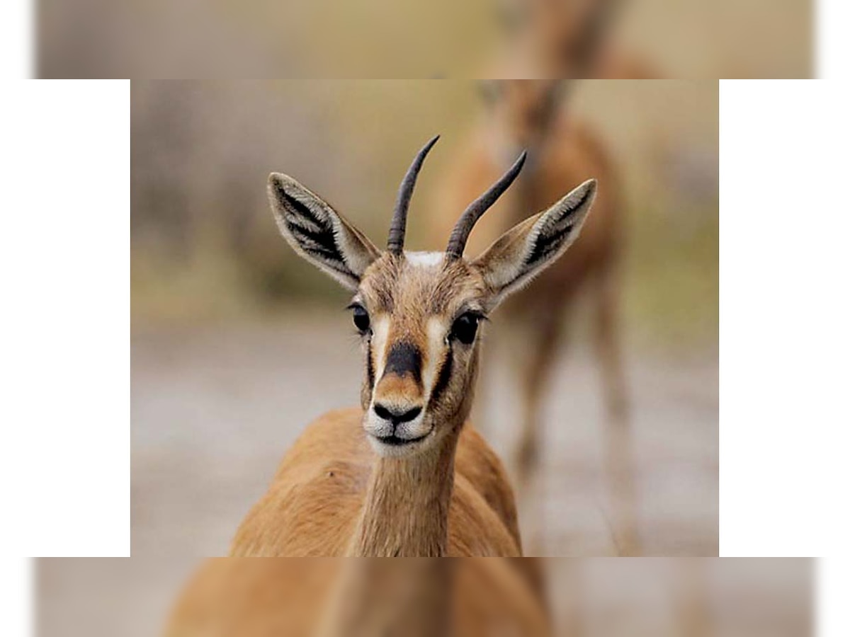 Rajasthan: Deadly heat kills chinkara & laughing dove