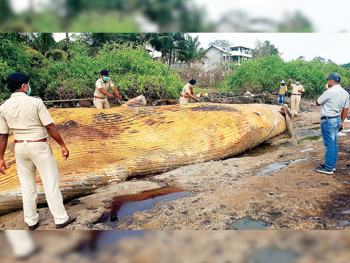 Maharashtra: 43 feet-long whale carcass washes ashore near Uran