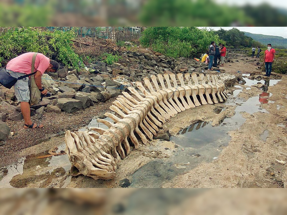 Maharashtra: 43-ft-long whale's skeletal frame to be preserved