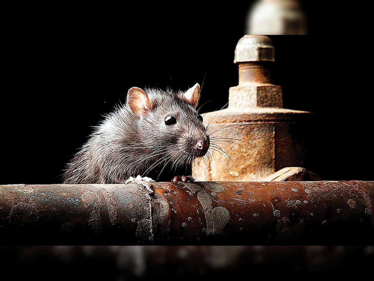 Over 3K rats killed or caught in civic hospitals in Mumbai