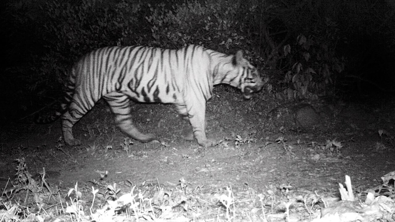 Sahyadri Tiger Reserve camera traps evidence of tigers first time