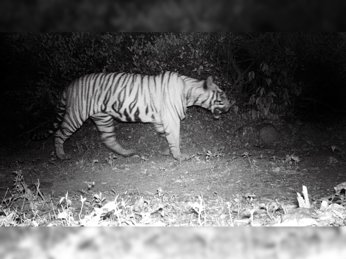 Sahyadri Tiger Reserve camera traps evidence of tigers first time in 8 years