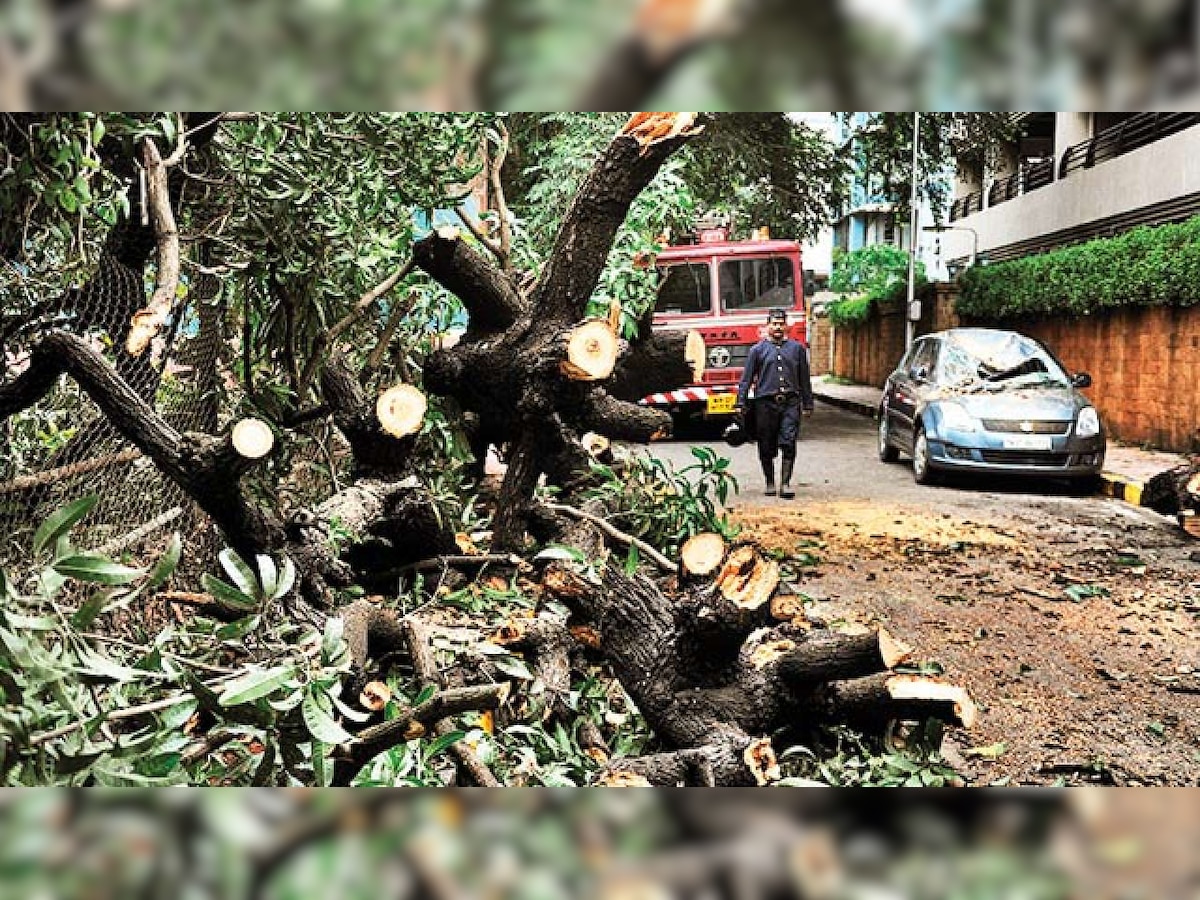 Mass felling of Trees: Union Minister Harsh Vardhan hits back at AAP for giving approval 