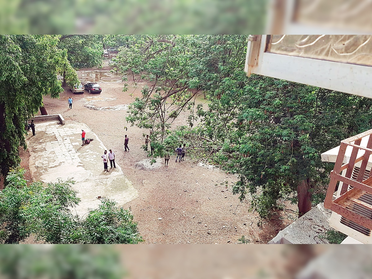 Marine Drive locals cross swords with a society cutting trees