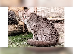 Bhagya, 5-year-old male rusty spotted cat at Sanjay Gandhi National Park passes away