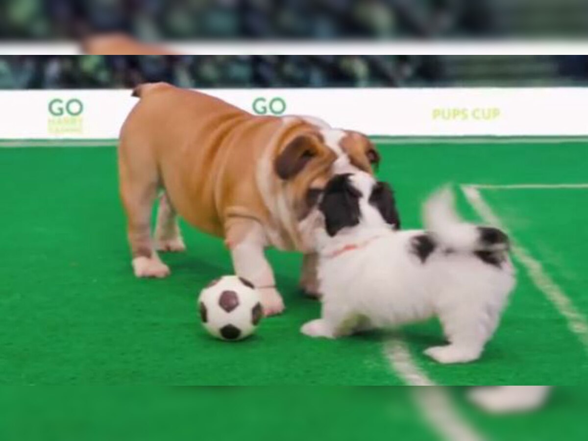 Watch: This puppy football match is best thing to get rid of your FIFA World Cup 2018 stress