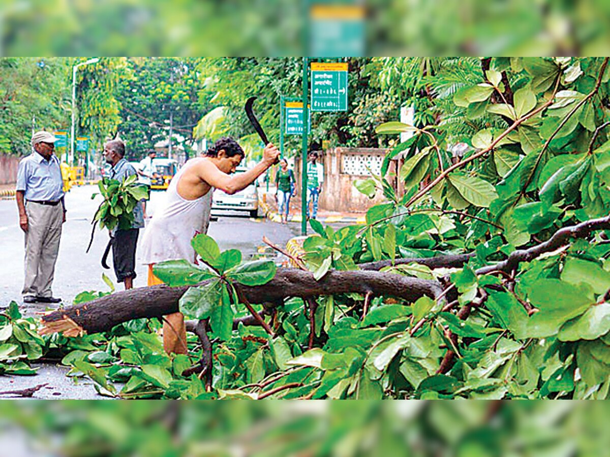 Delhi High Court: Can sapling replace grown-up tree?