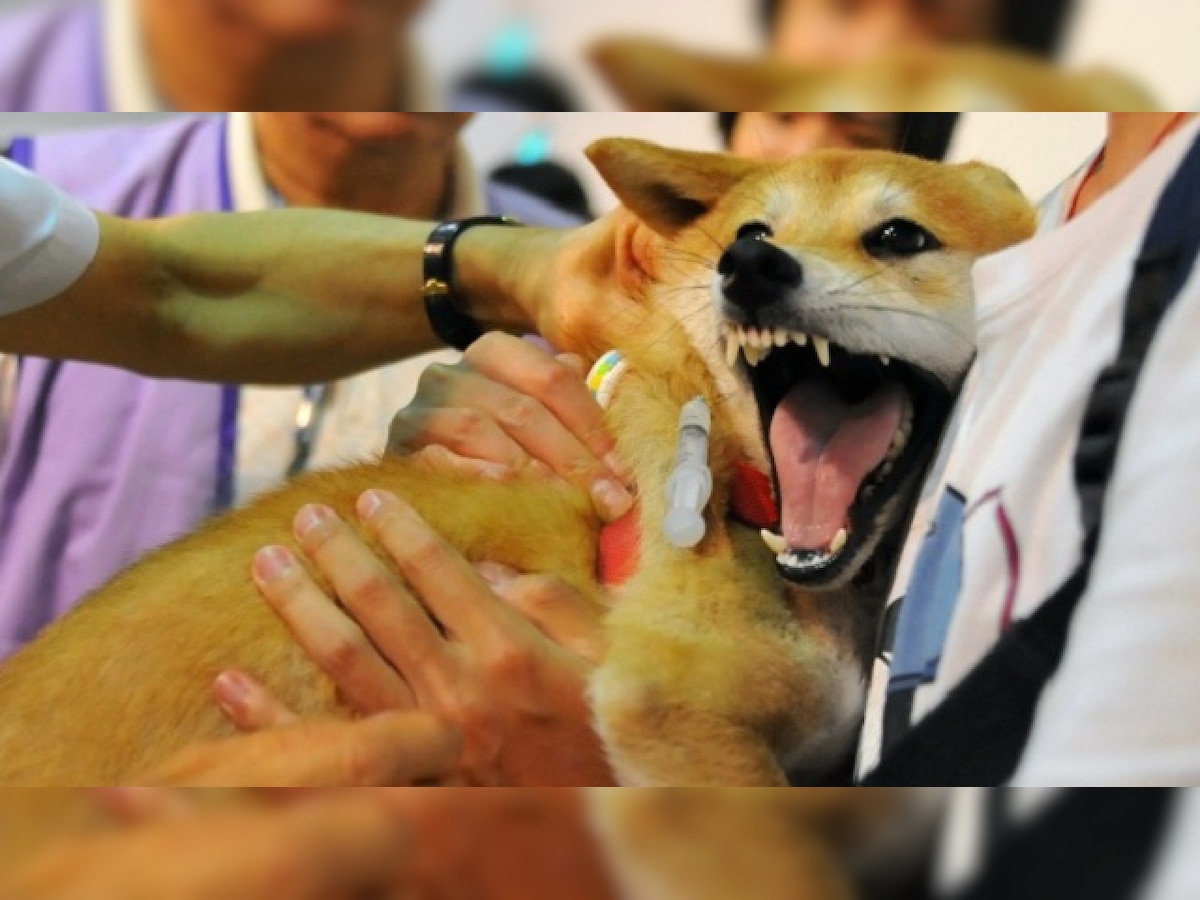 Rabies deaths in the Mumbai have dipped: RTI reply