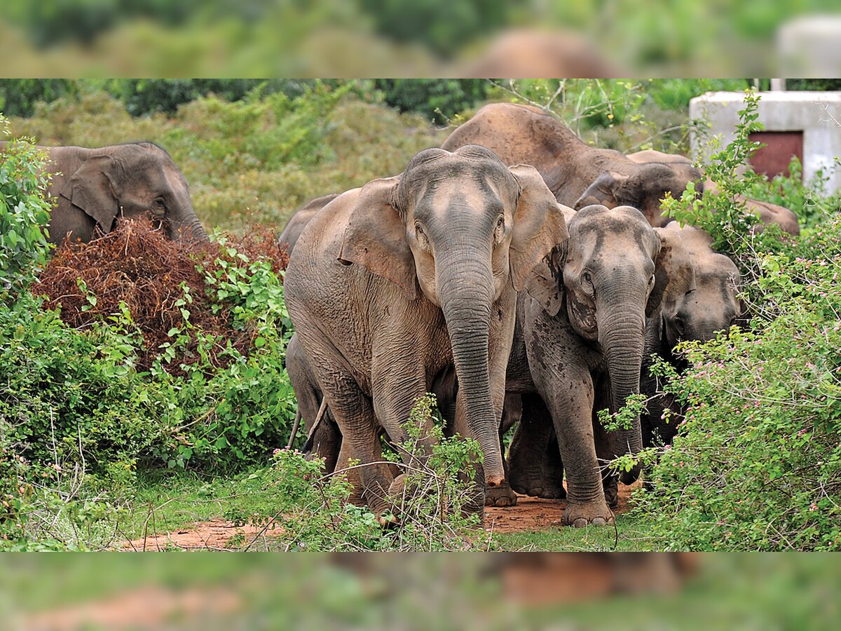 DNA SPECIAL: Centre plans task force, elephant corridors to check man-animal conflicts