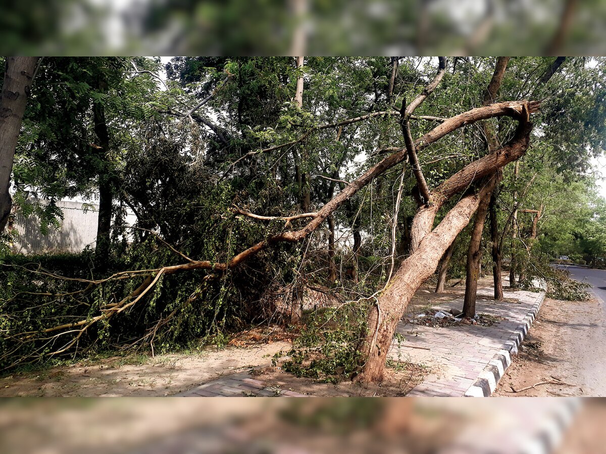 Sudden downpour leads to massive trees falling in Dwarka