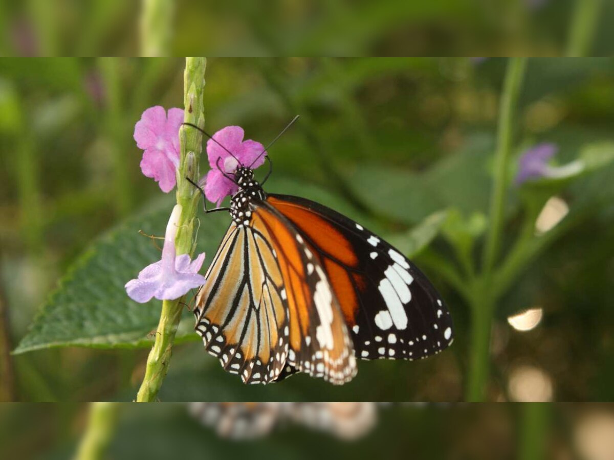 Rising carbon dioxide levels threaten monarch butterflies: Study