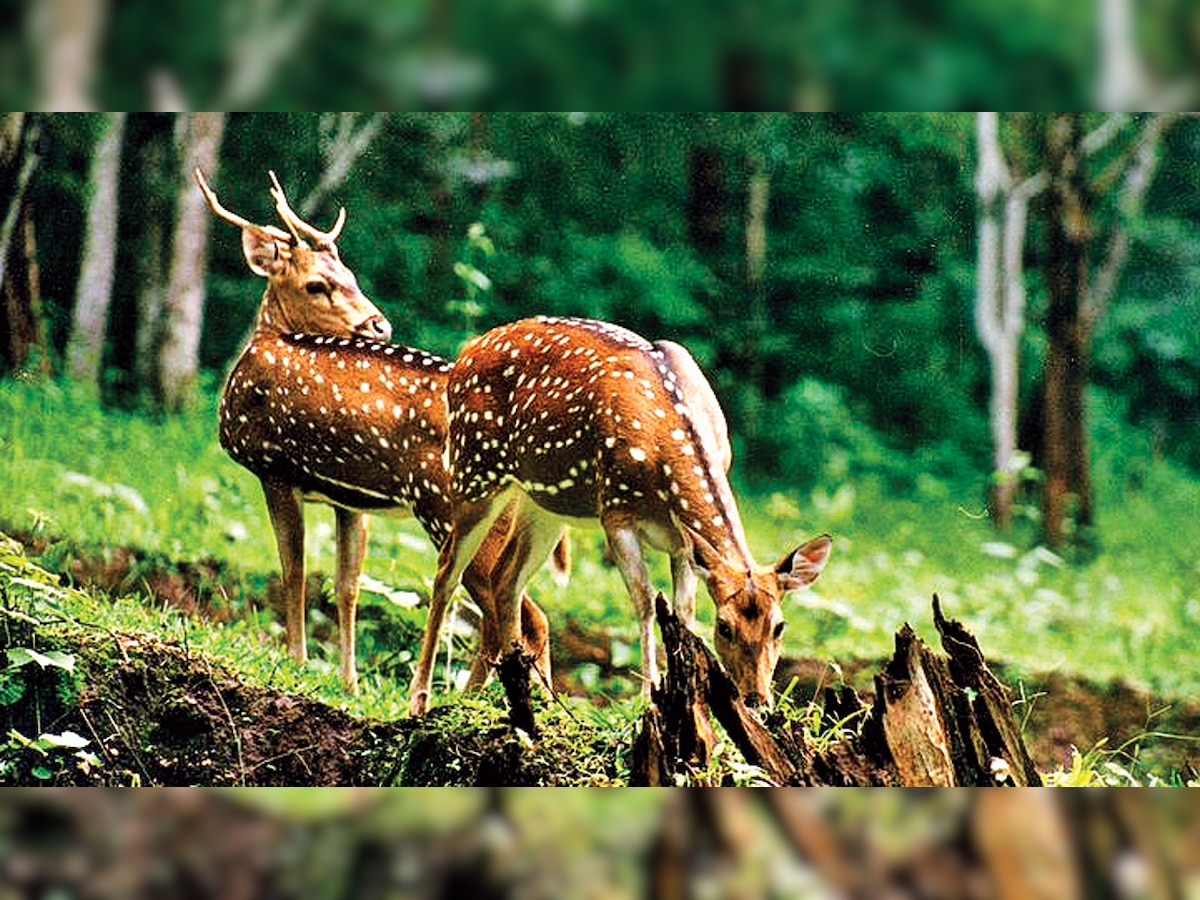 Centre plans to update Wildlife Protection Act