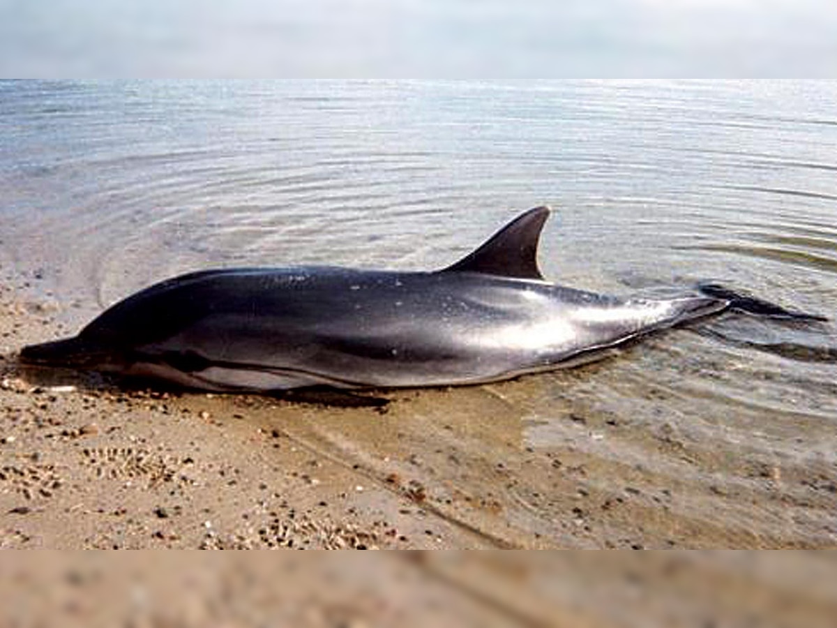 Mumbai: Vets to figure out what killed beached dolphin