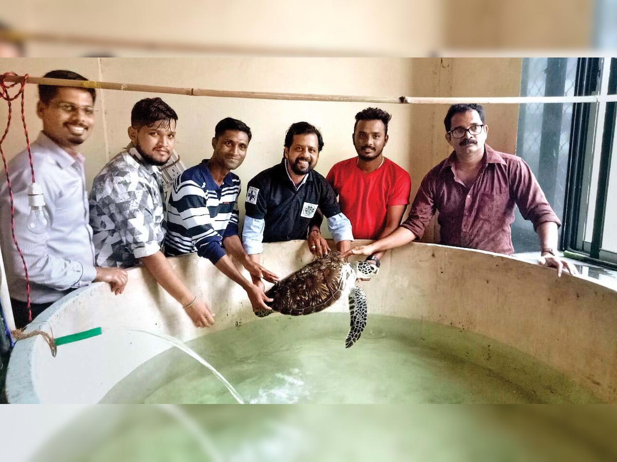 Mumbai’s Taraporewala aquarium’s turtle ‘back’ in a good health