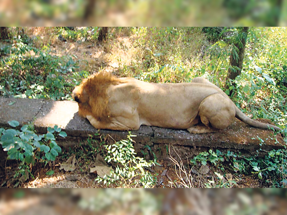 Rajasthan: Close on the heels of South Africa, state set to get first lion safari