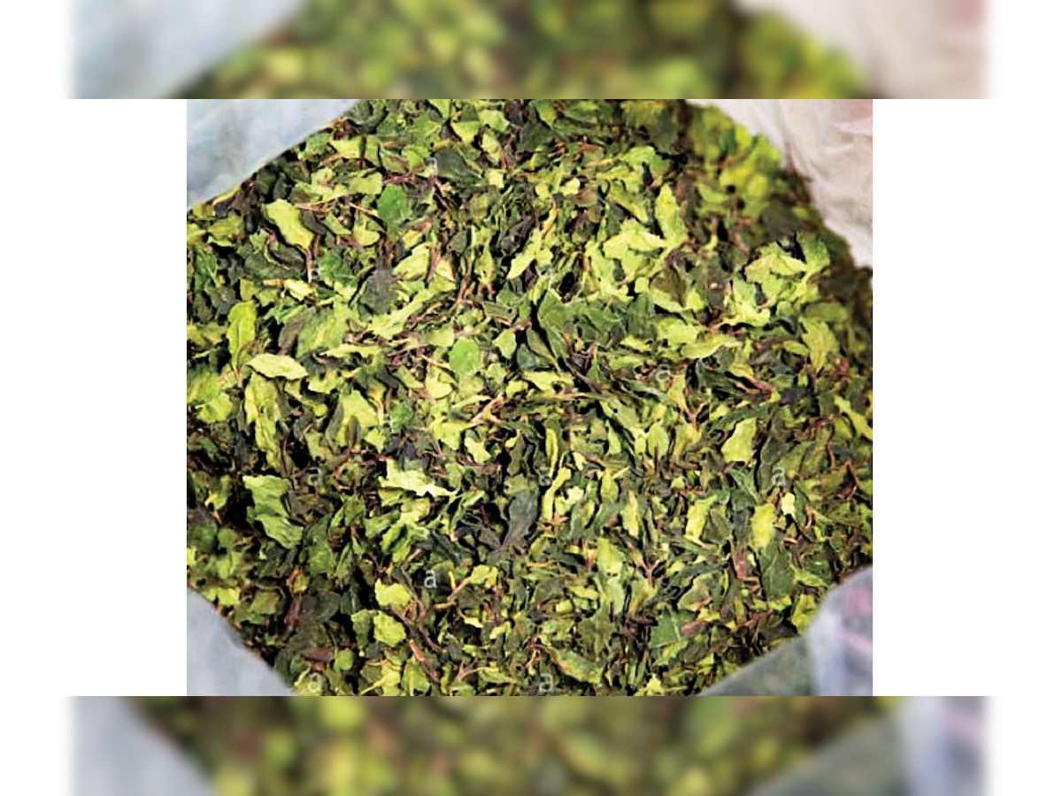 300 kg of banned Khat leaves, labelled as green tea, seized by DRI