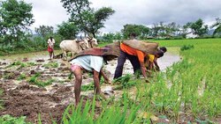 PMFBY: Gujarat High Court directs insurance company to pay for crop damage