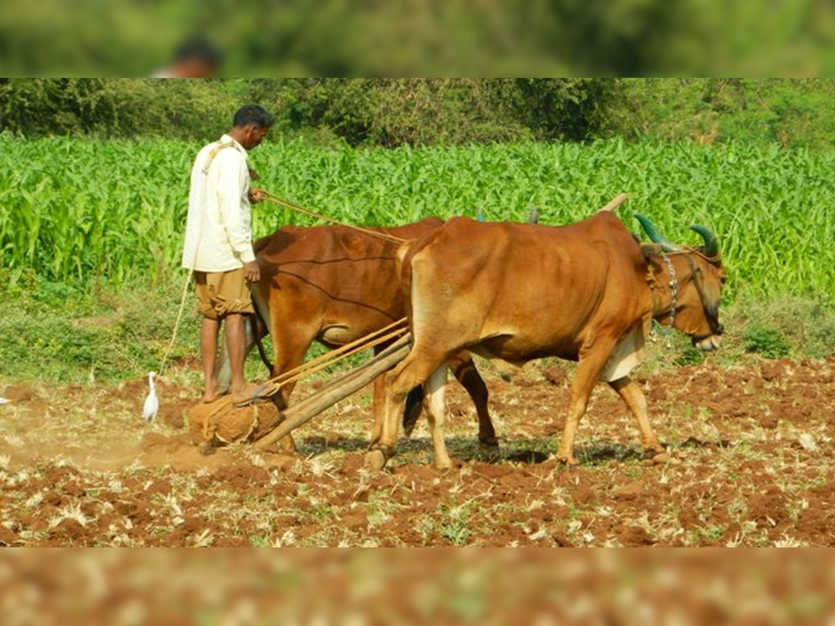 15 dead oxen found in truck near Vasant Kunj area