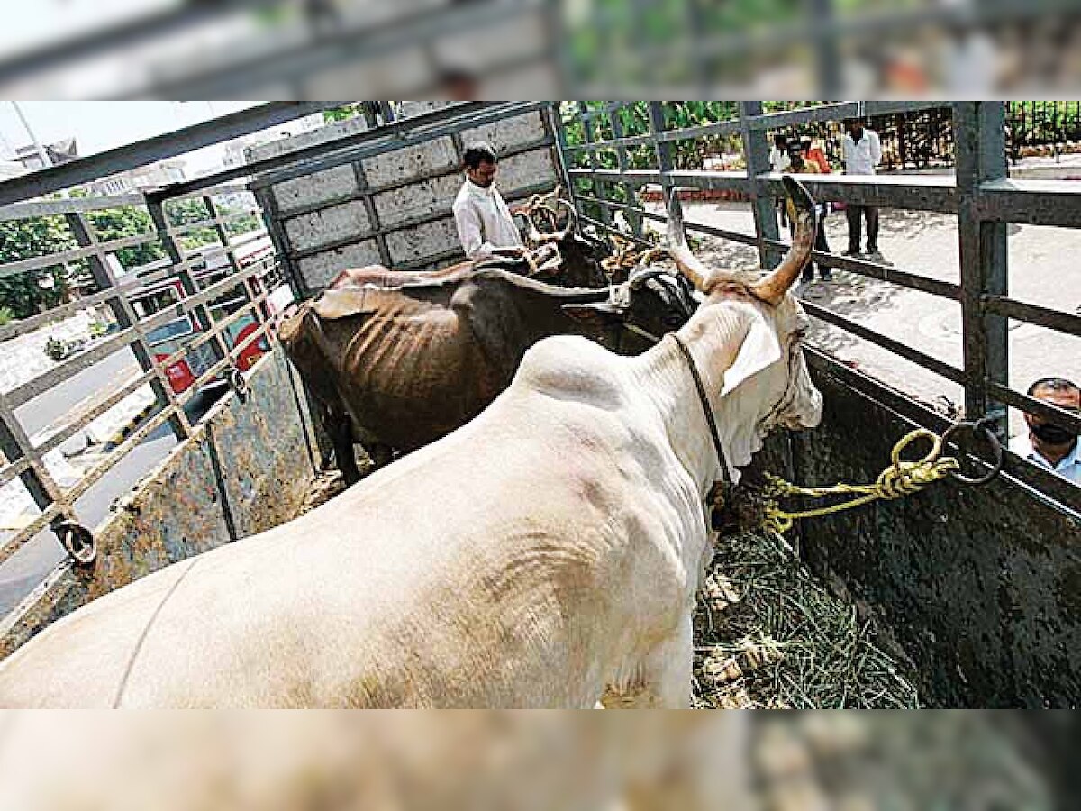 Bid to prevent cows entering West Bengal