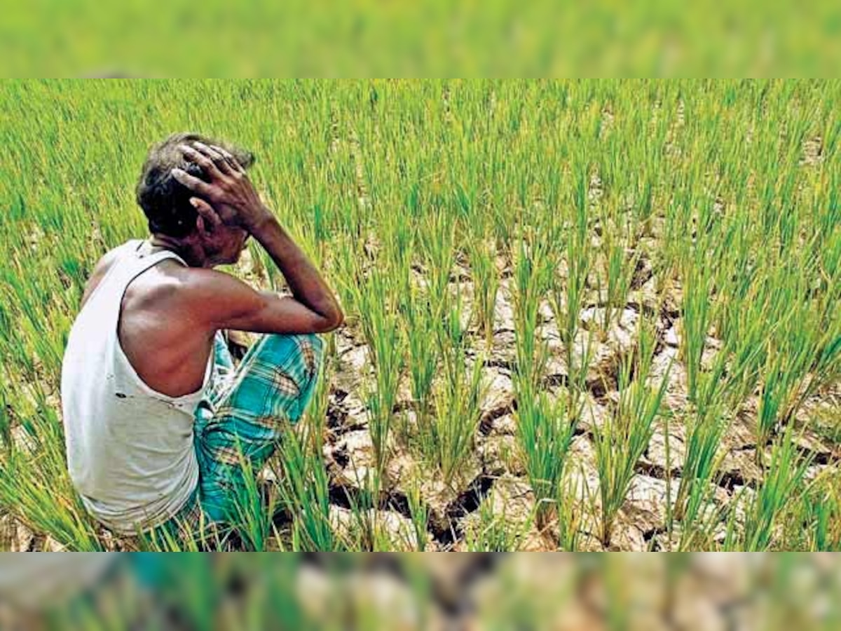 Monsoon sowing rise but farmers worry in Gujarat