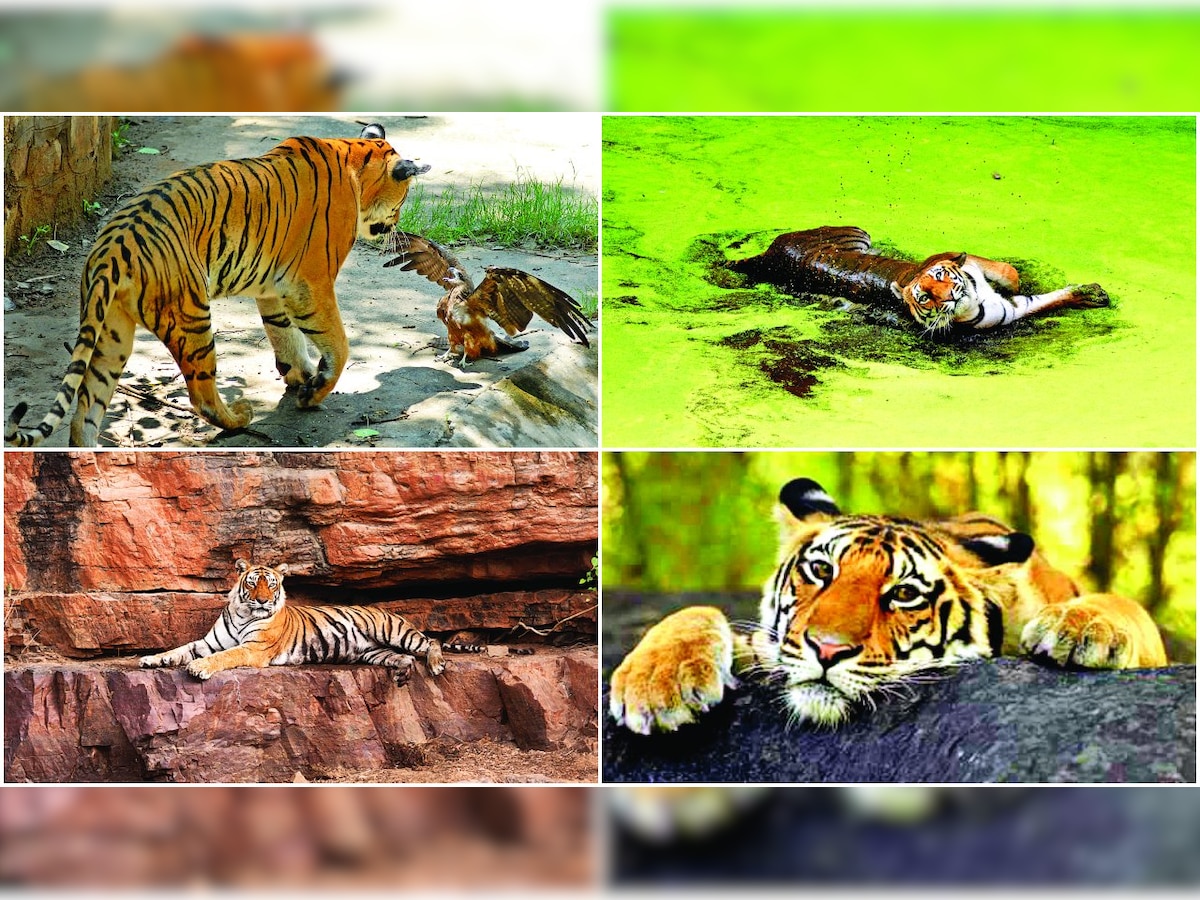 Saving the tiger, but what about habitats?