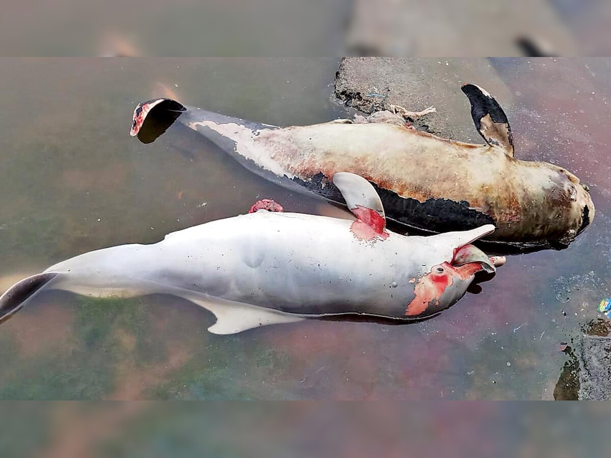 Mumbai: Juvenile dolphin and finless porpoise carcass found ashore at Bandra Bandstand