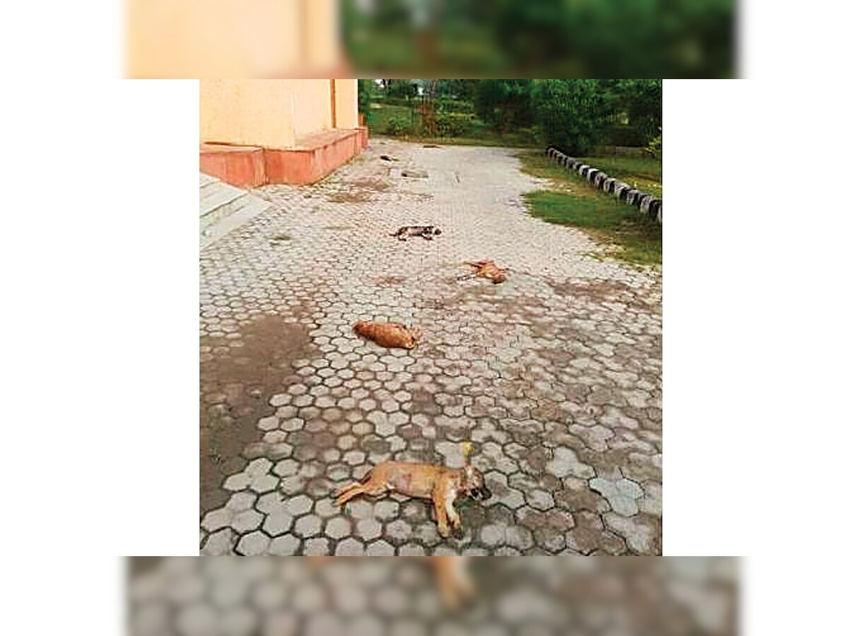 Seven dogs found dead in Dwarka