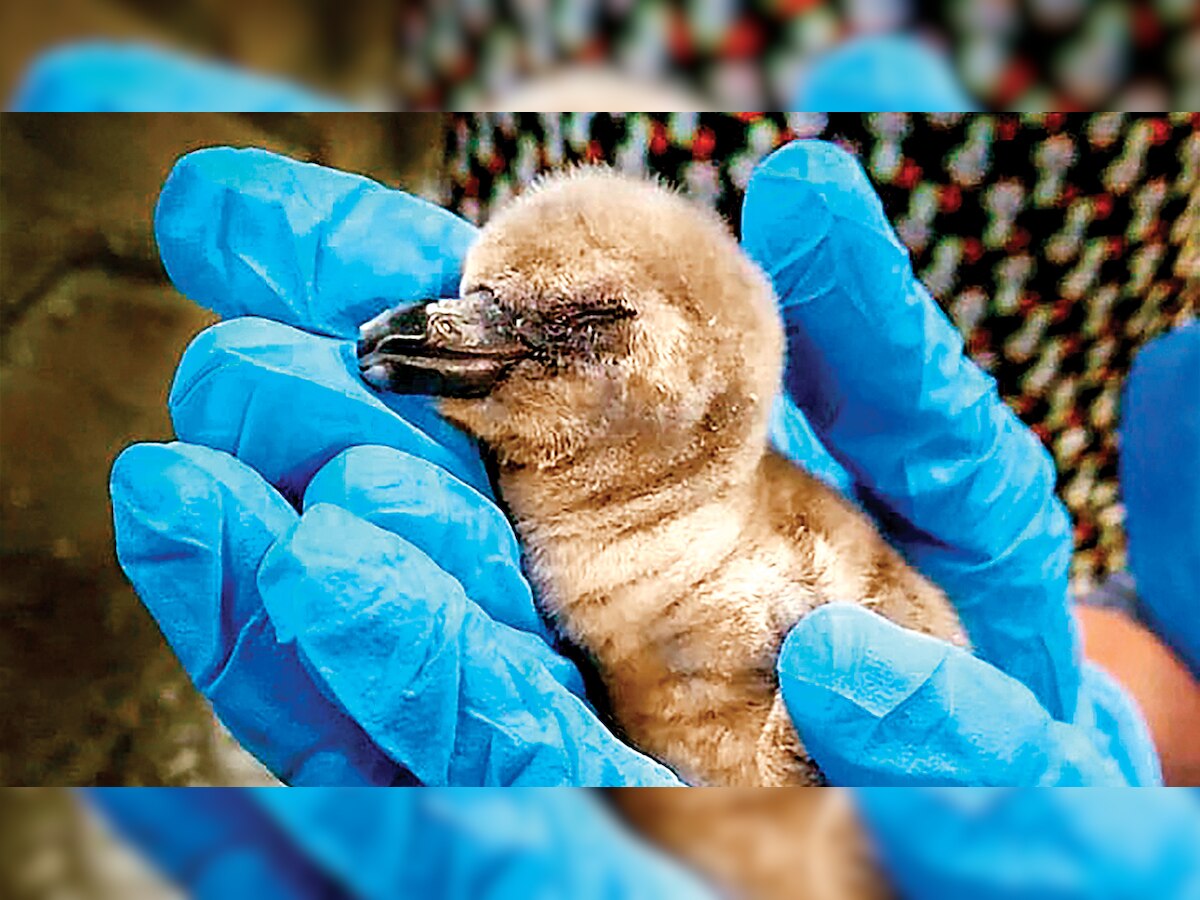 7 days on, India's 1st penguin chick dies at Mumbai Zoo