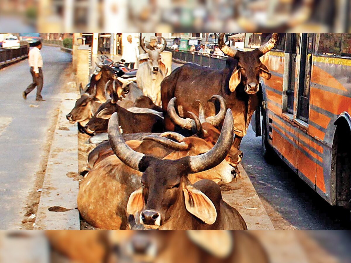 Ahmedabad Municipal Corporation says 6,748 stray bovines caught since April