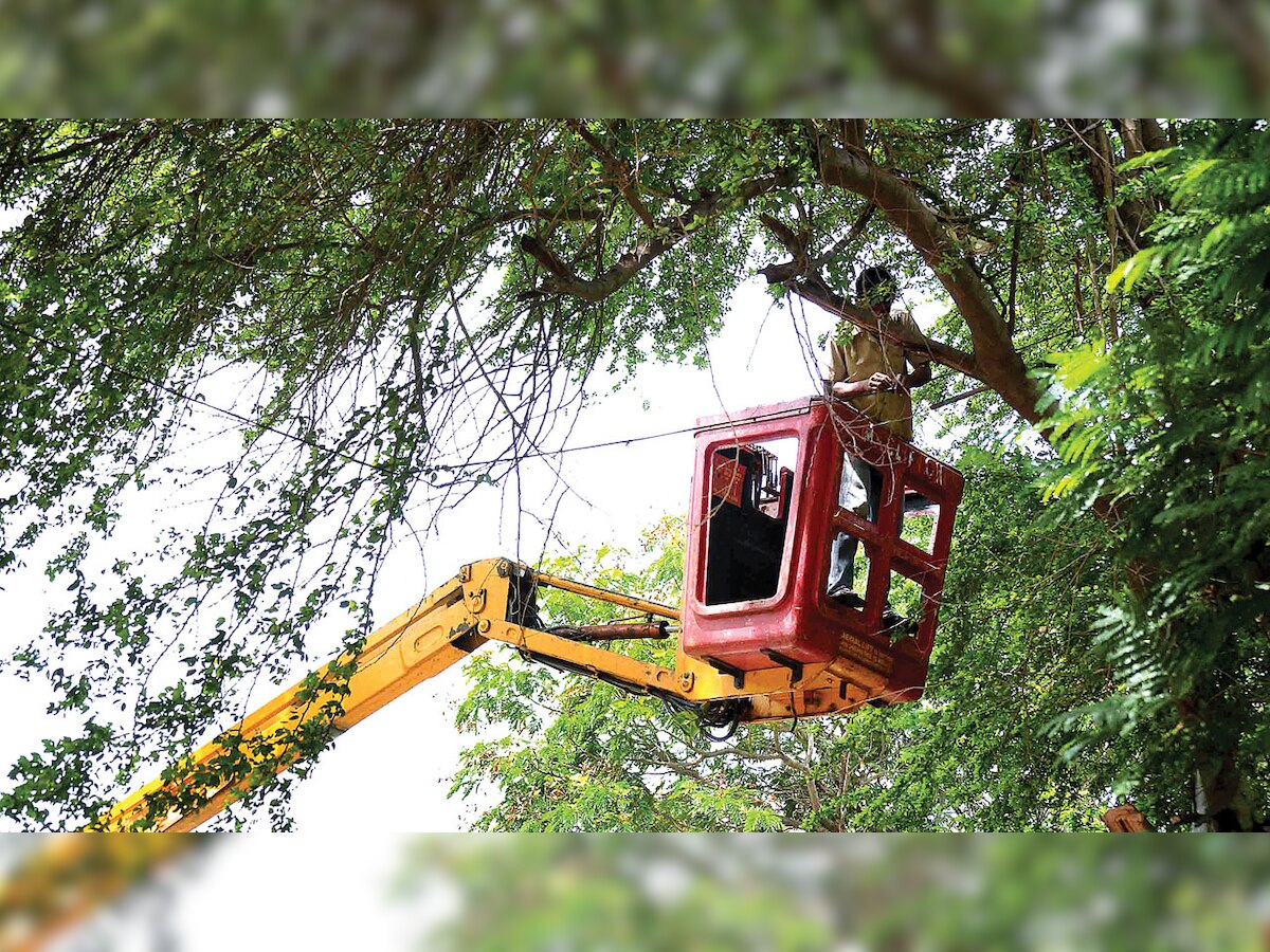 Bombay High Court tells BMC to submit pics of trees replanted in place of the ones cut down