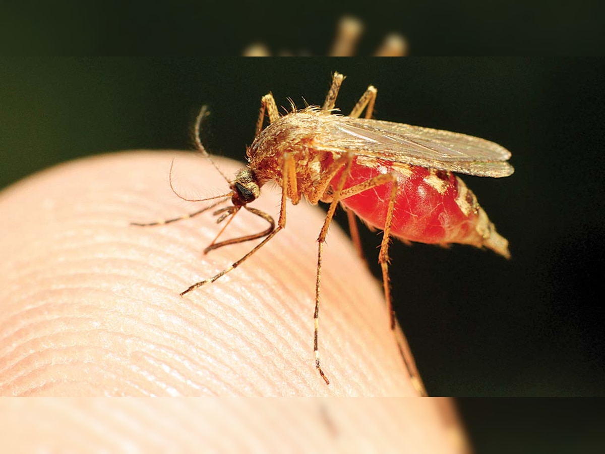 Malaria, dengue cases on the rise in Ahmedabad