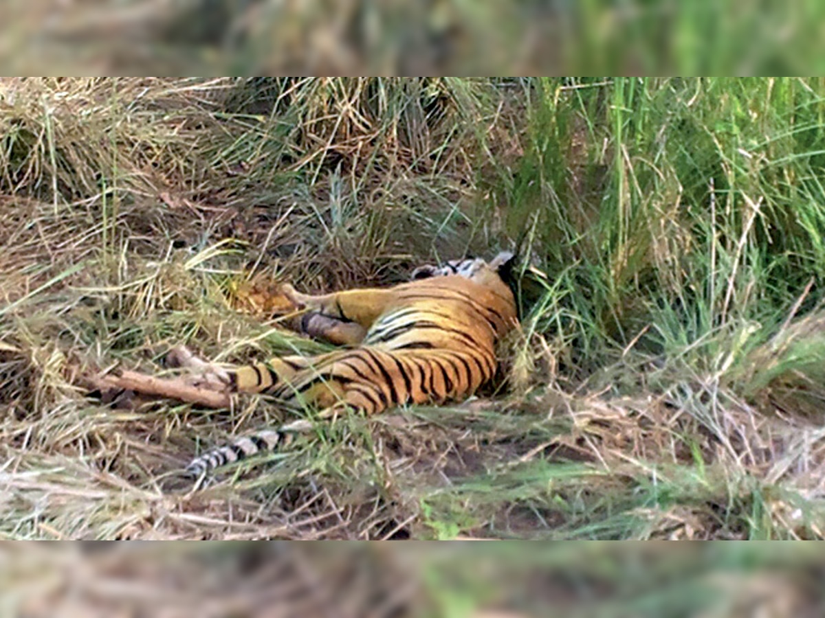 Apathetic officials attempt to cover up tiger cubs’ deaths