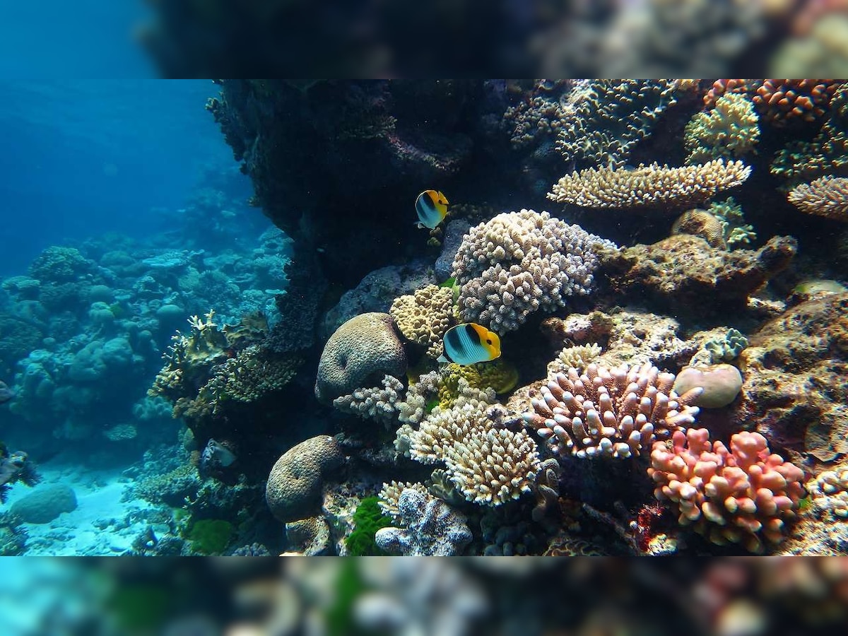 Increasing temperature puts deeper corals in danger, claims new research