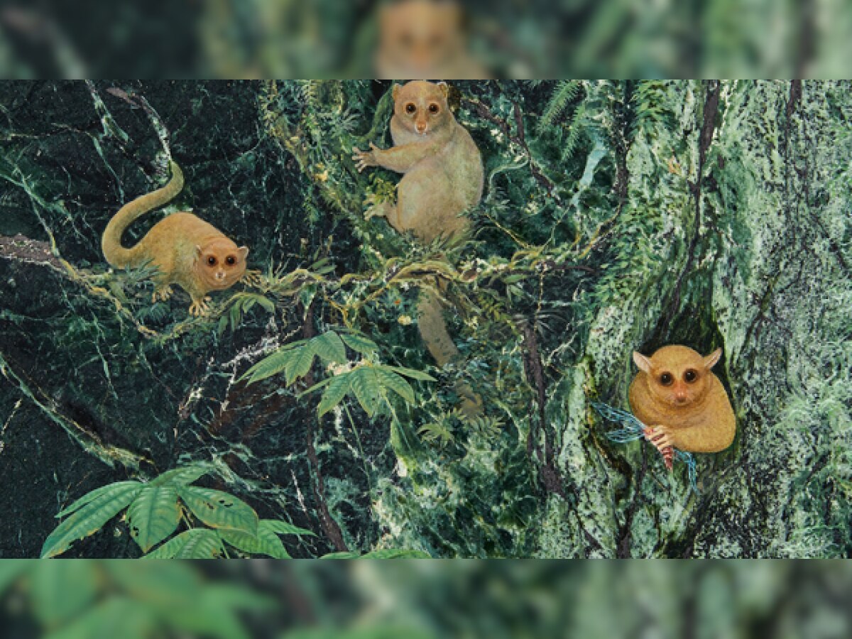 Scientists identify three new species of ancient primates