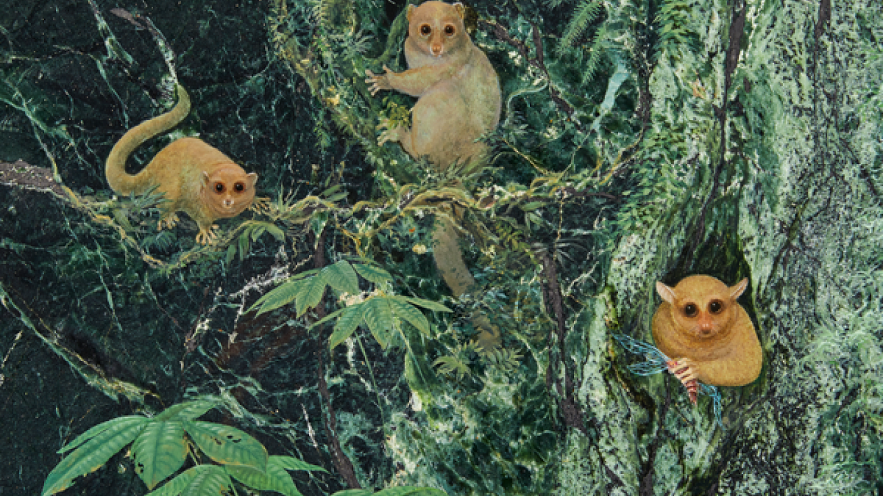 Scientists identify three new species of ancient primates