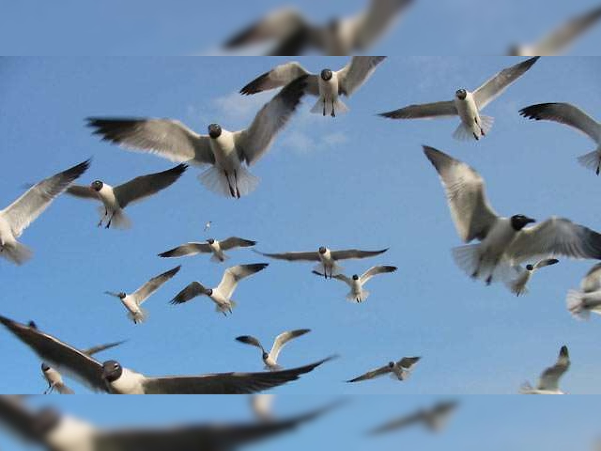 Robotic drones can herd birds away from airspaces