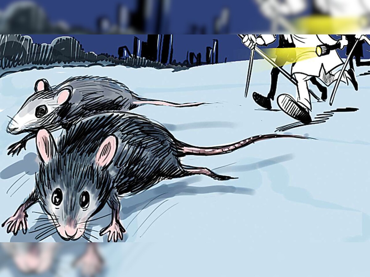 Uttar Pradesh: Rats make alarm go off in bank