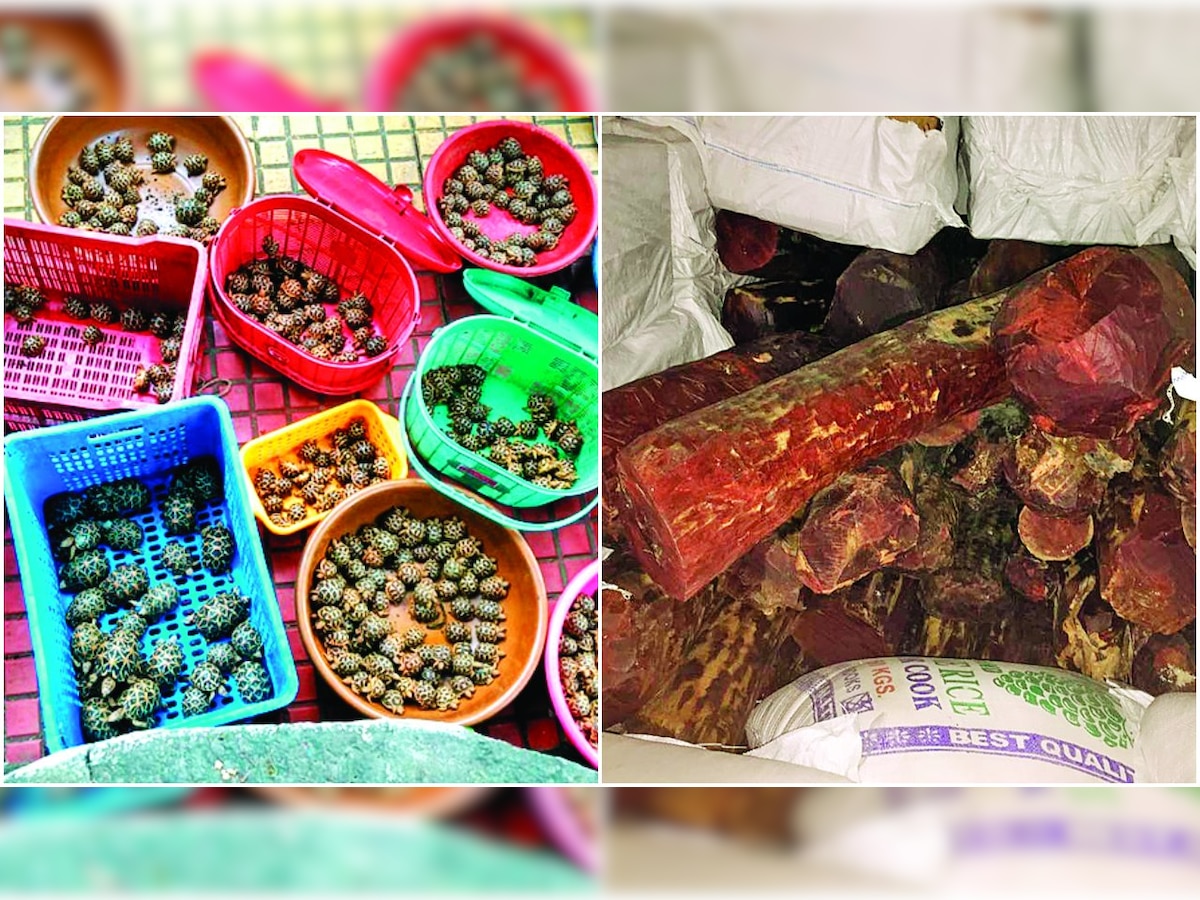 In separate cases, star turtles worth 500 USD & red sanders worth Rs 4 crore seized by DRI