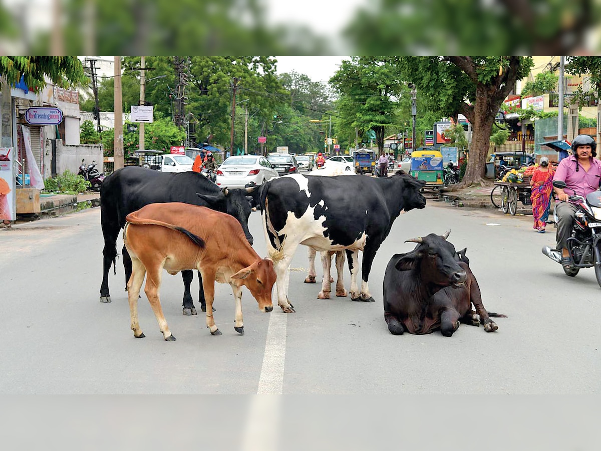 State Of Disorder: Jaipur Municipal Corporation fails to curb cattle chaos