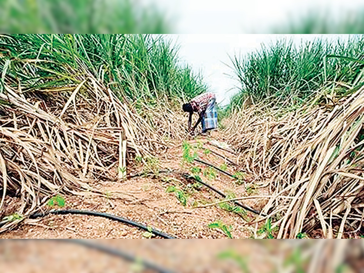 Maharashtra government announces Rs 85,000 subsidy to promote micro-irrigation